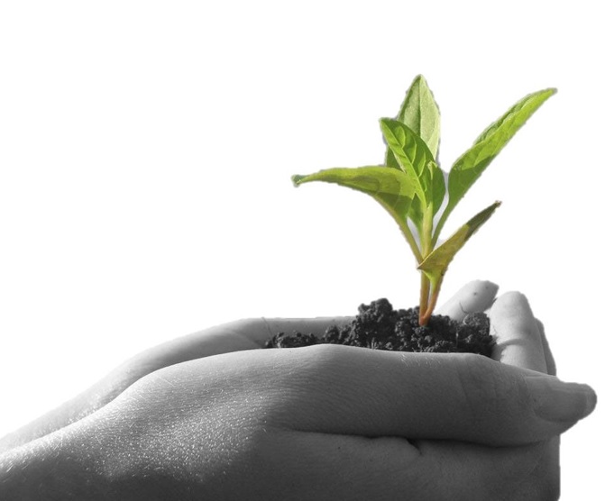 Symbolic image of a hand holding a growing plant, representing MongoDB Atlas empowering startups with scalable cloud database solutions, accelerating innovation and business growth in the digital economy.